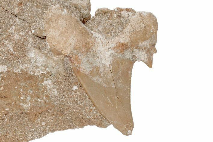 Otodus Shark Tooth Fossil in Rock - Eocene #215630